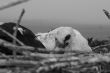 Bilder Fauna